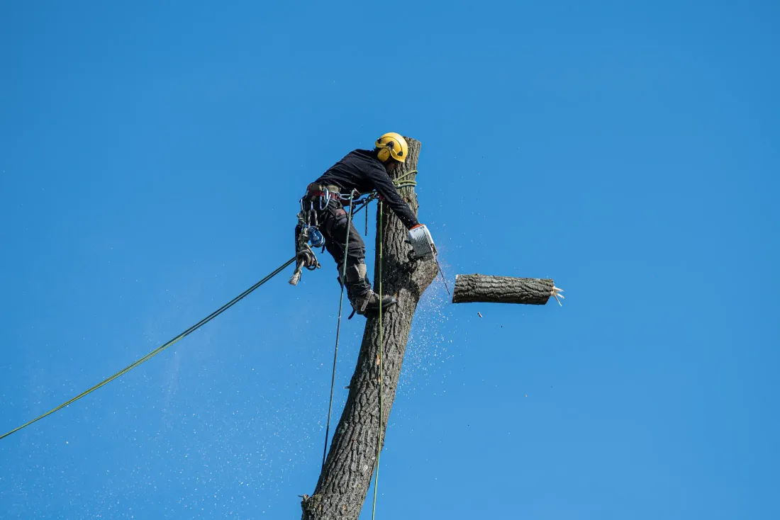 A tree climber in a harness and helmet sectioning the trunk of a tall tree against a clear blue sky