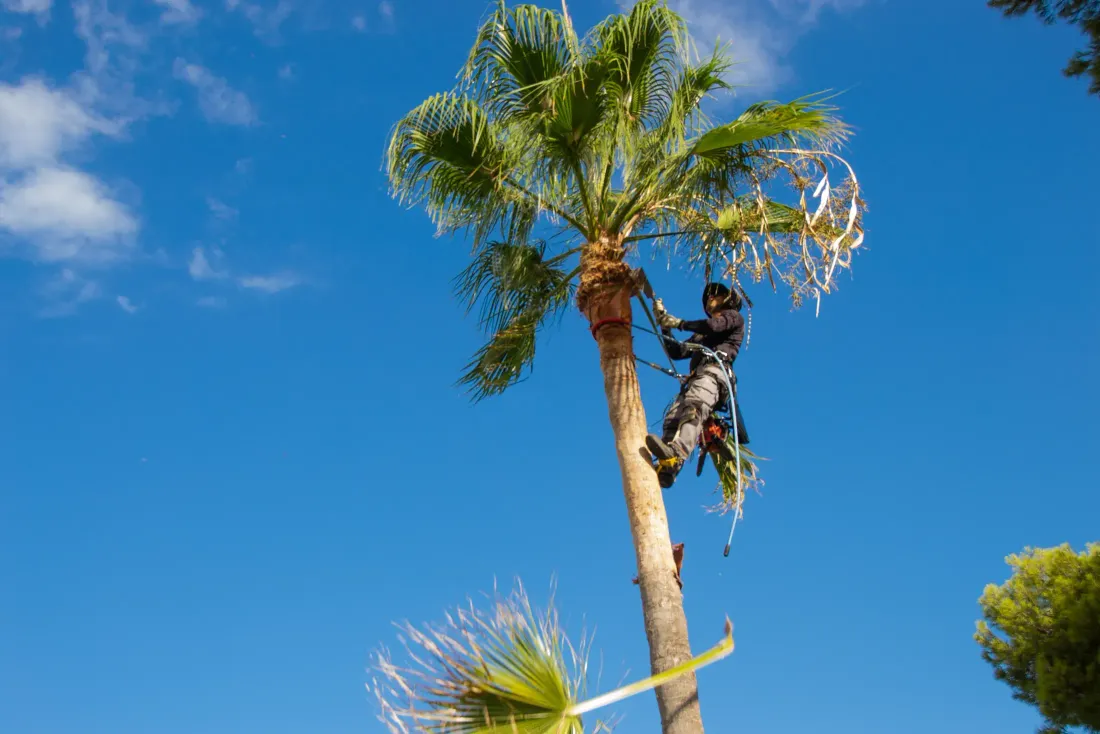 A climber with spikes and a harness working near the crown of a tall palm tree against a blue sky