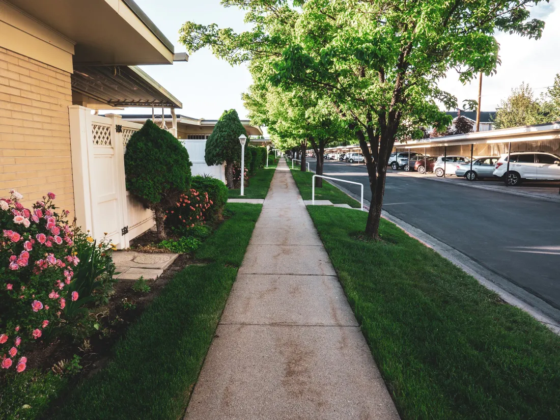 Young street trees in the parking strip along a sunny residential sidewalk, with houses and parked cars beyond