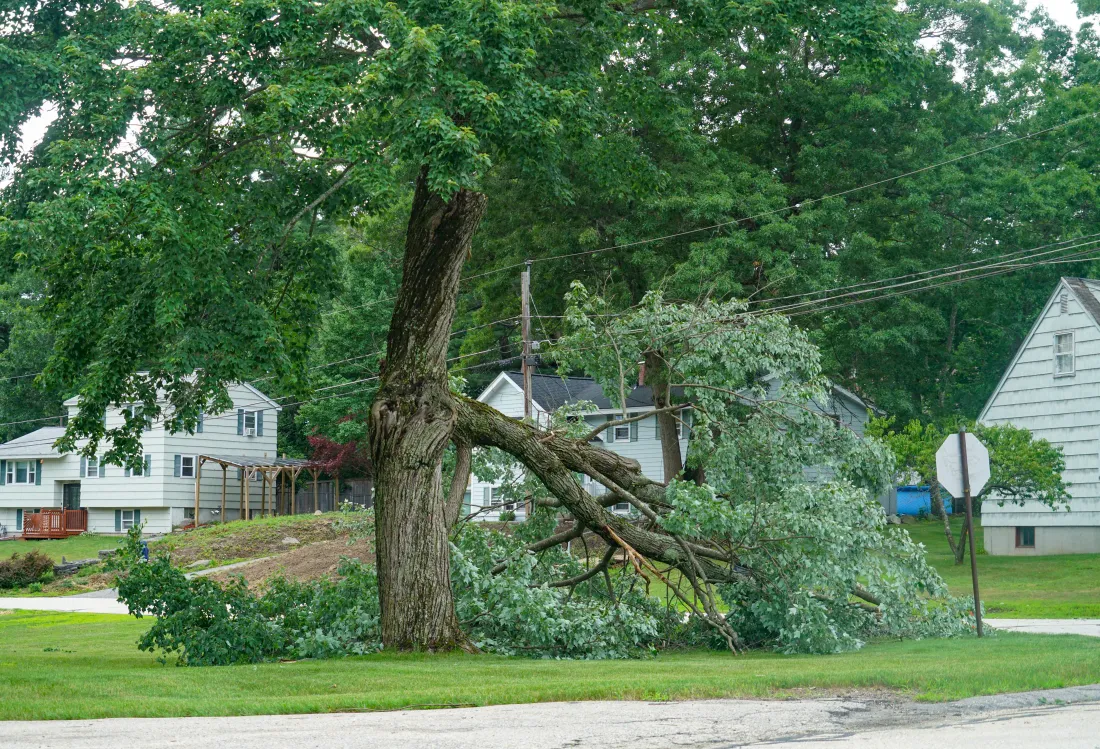 A large limb split from a mature tree and hanging into a residential street between two houses after a storm