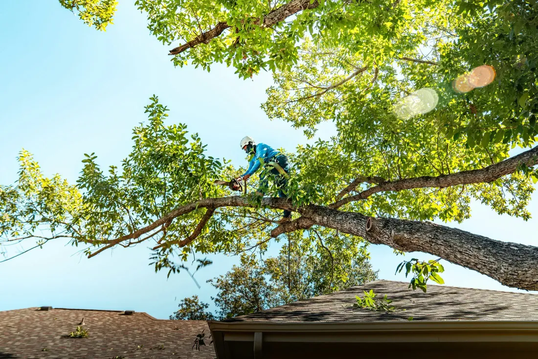 A climber roped into the canopy of a broadleaf tree above a house roof, trimming limbs